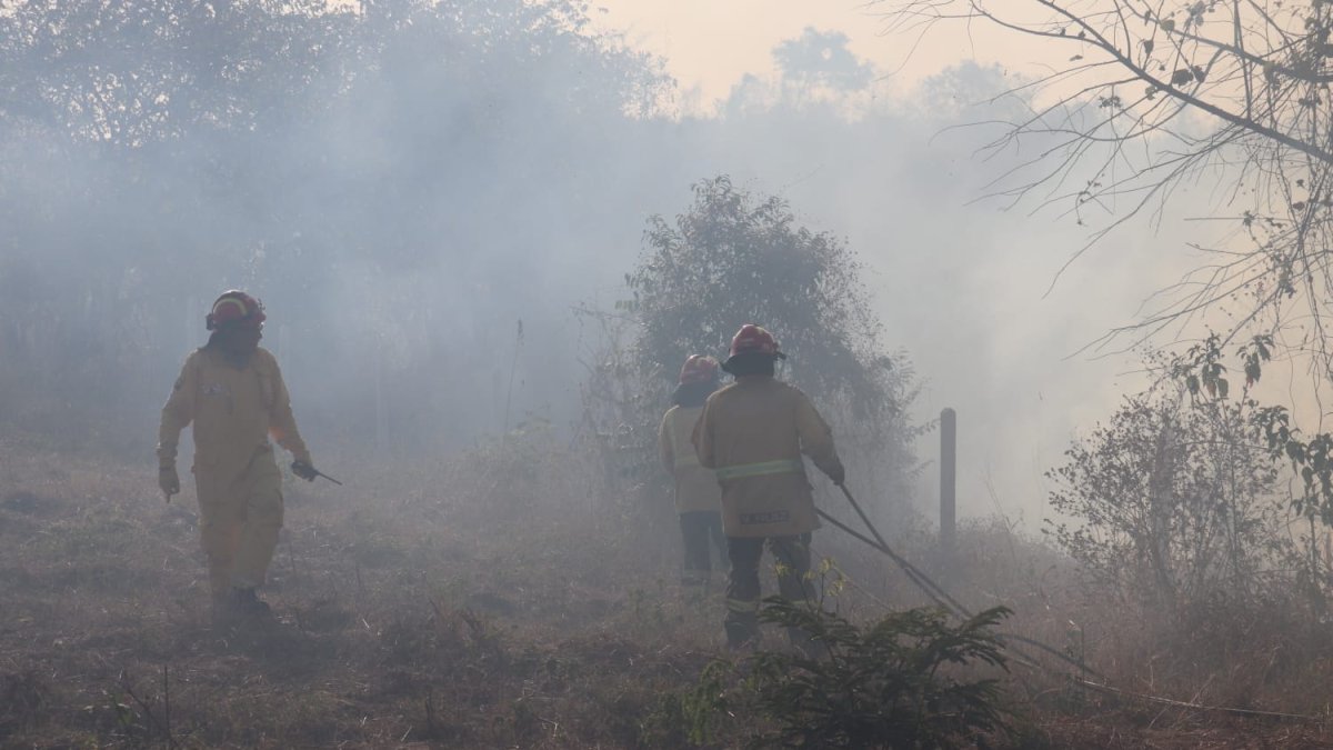 Se desconoce hasta el momento las afectaciones a la vegetación del sector.