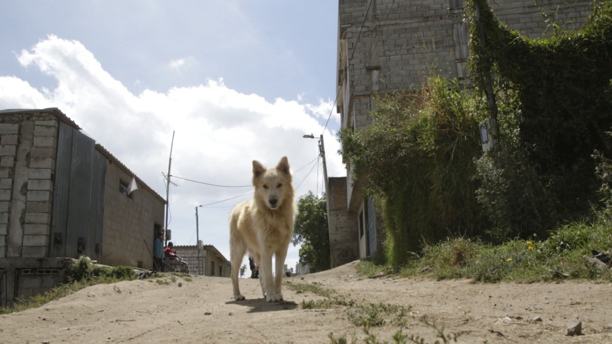 Fauna. En Quito hay alrededor de un millón de perros callejeros.