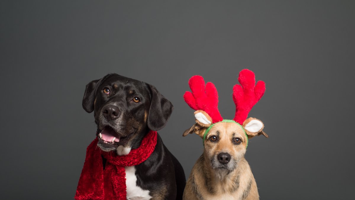 Negativo. Los animales tienen sus necesidades. Requieren libertad.