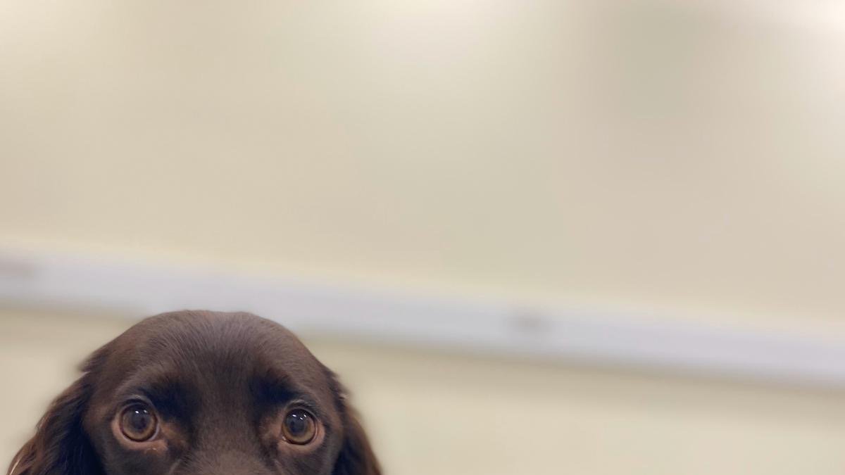 Estudio. Un perro olfatea el aliento y muestra de sudor de una persona.