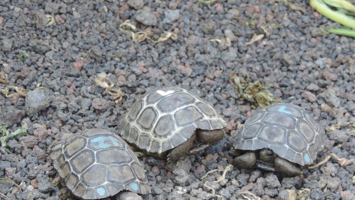 Fauna. Imagen referencial de tortugas terrestres.