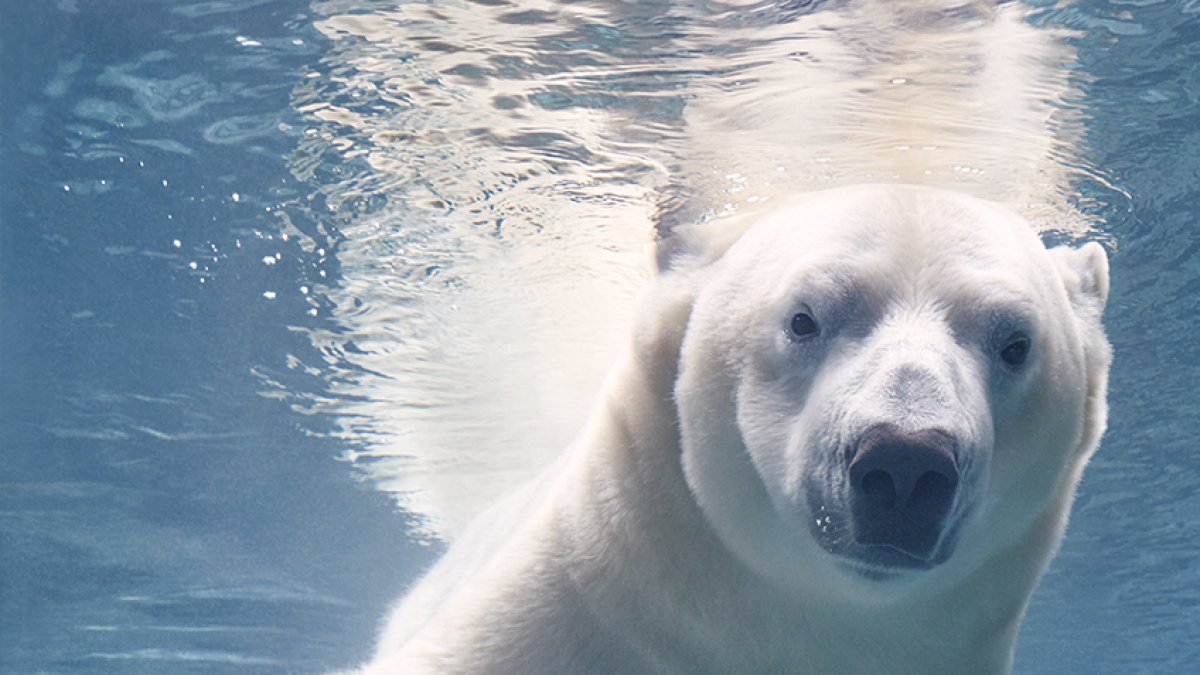 Los osos polares son buenos nadadores, pero nadar grandes distancias en mar abierto es agotador y puede resultar fatal.