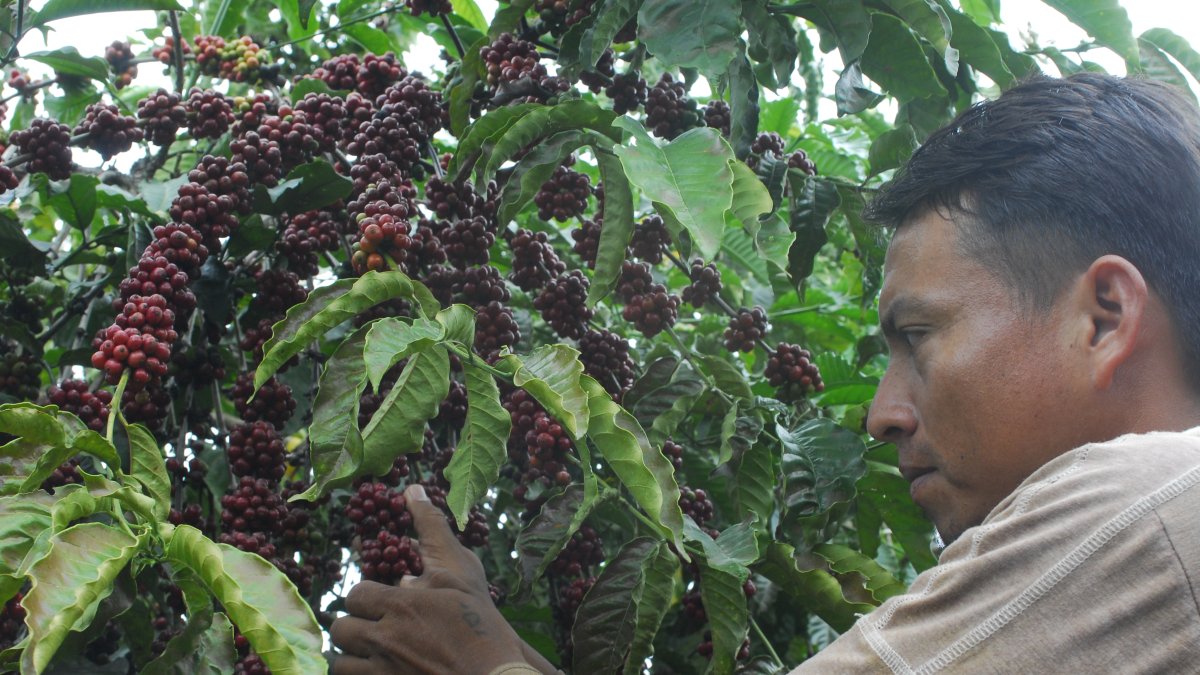 Cultivo.- Un agricultor trabaja en la cosecha del café.