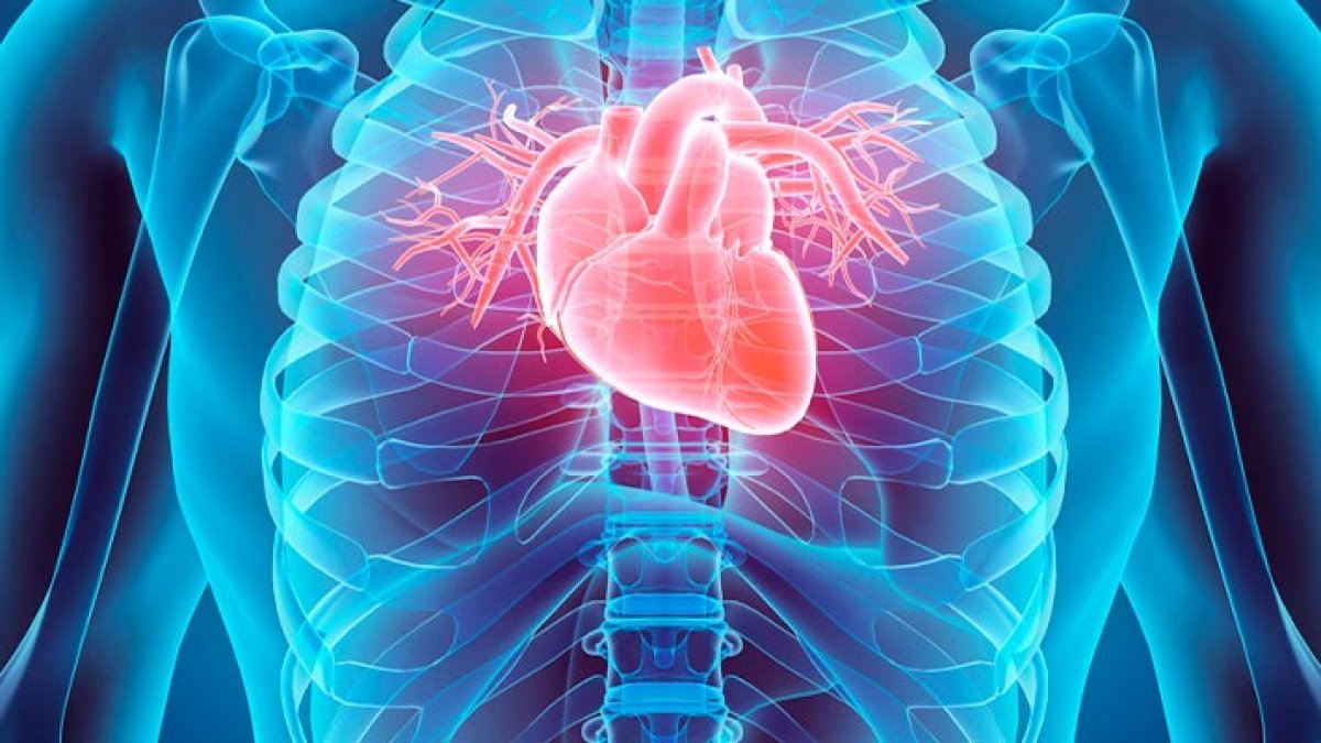 Imagen archivo corazón humano