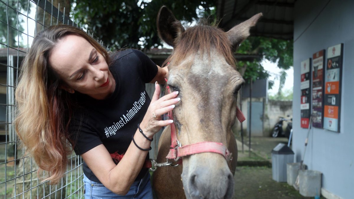 Referencial. Caballos son usados como medios para transportar a personas.