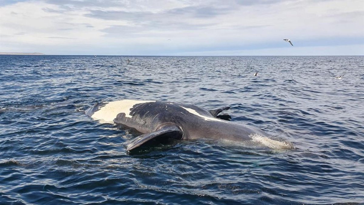 Fotografía sin fecha específica de toma, cedida hoy por el Gobierno de la provincia de Chubut que muestra a una ballena mientras es llevada a la costa tras aparecer sin vida en aguas de Argentina.