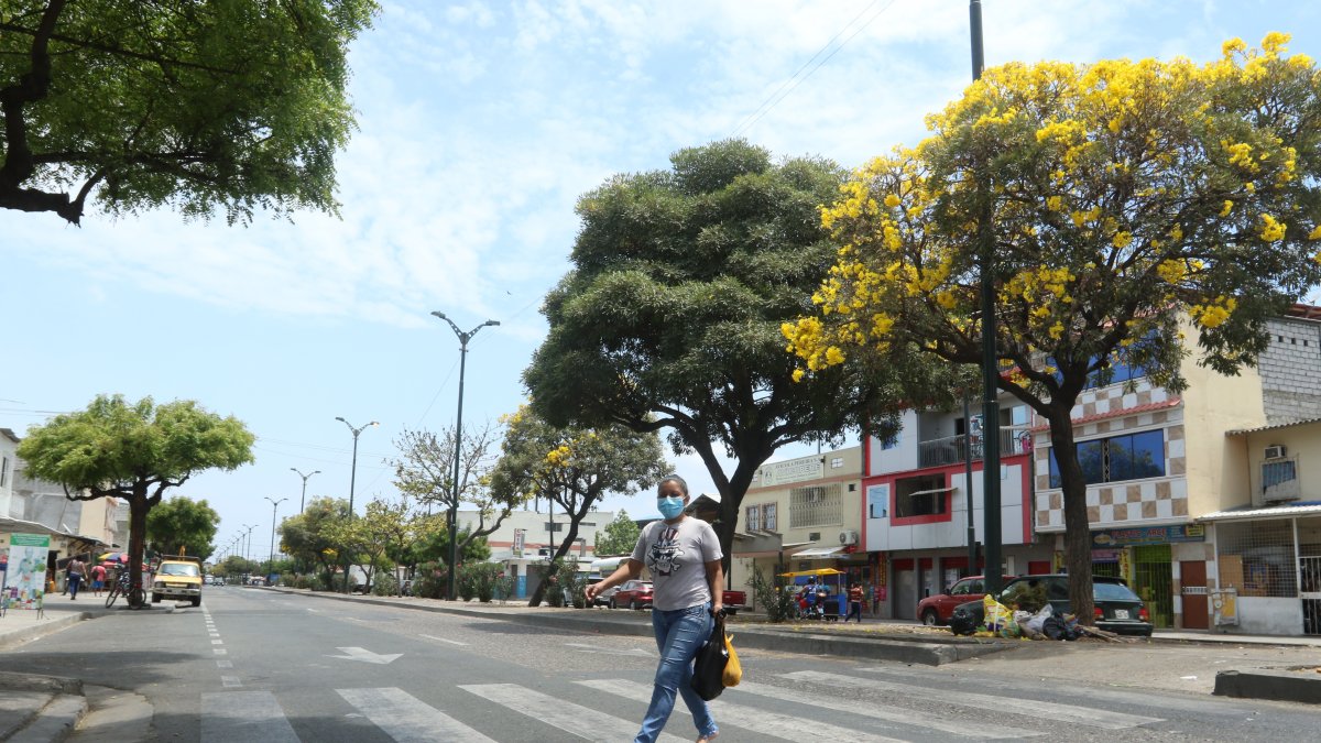 Los árboles de guayacán son una de las especies que se analizan como emblema de la ciudad.