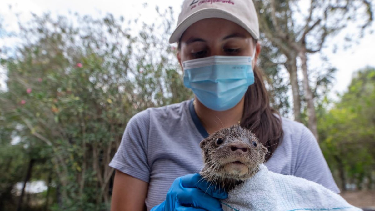 Auxilio. El animal fue hallado por funcionarios del Ministerio del Ambiente.