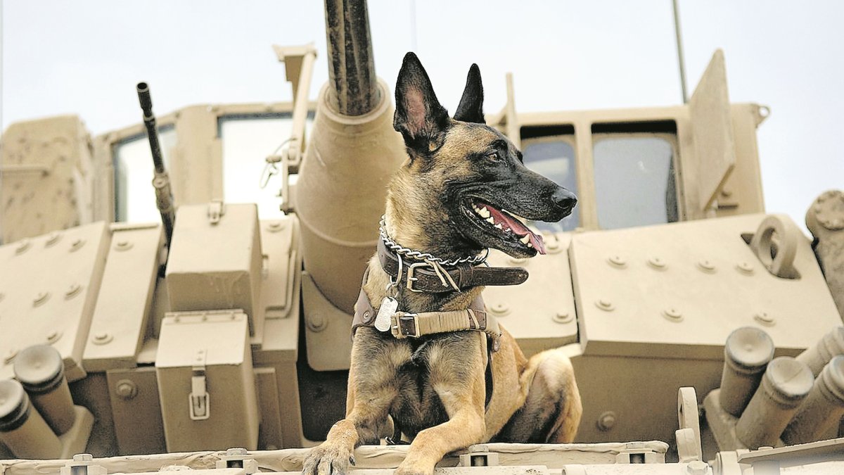 Tomar en cuenta. Que un perro ladre o sea bullicioso no lo hace idóneo para enfrentarse a situaciones riesgosas.