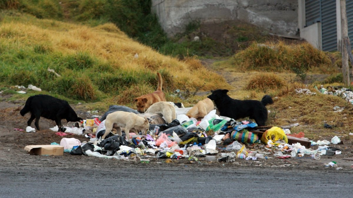 Problema. En la ciudad hay un alto índice de abandono de animales de compañía.