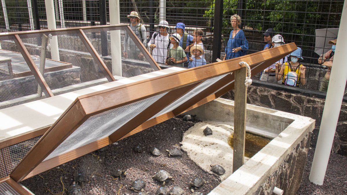 Isabela. Centro de crianza de tortugas, del Parque Nacional Galápagos.