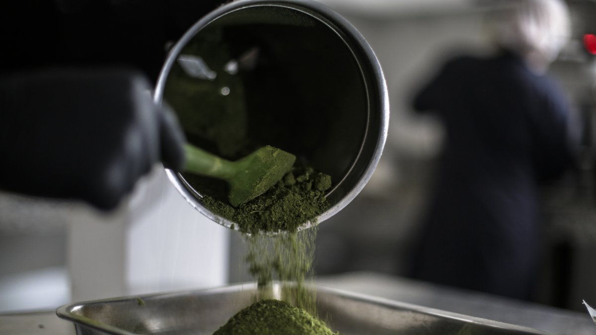 Trabajadores cultivan plantas para producir cannabis medicinal en una de las mayores plantaciones de cannabis, el 20 de septiembre de 2022, en Paty do Alferes (Brasil).