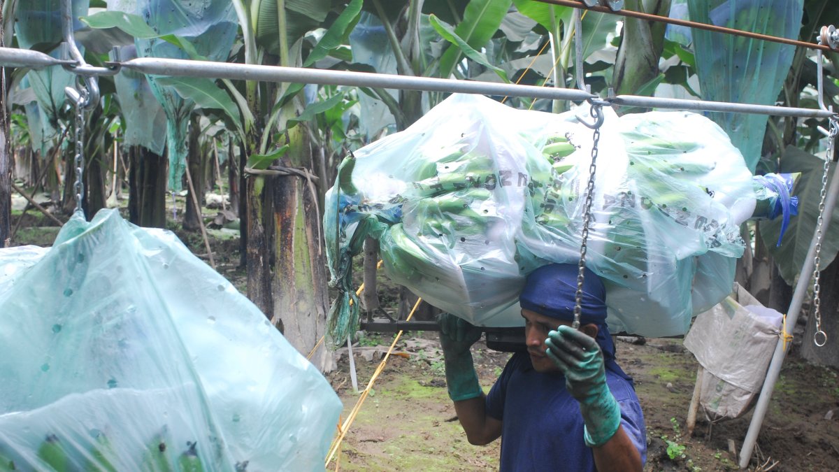 Hacienda. El trabajo que se hace en una finca de banano de exportación.