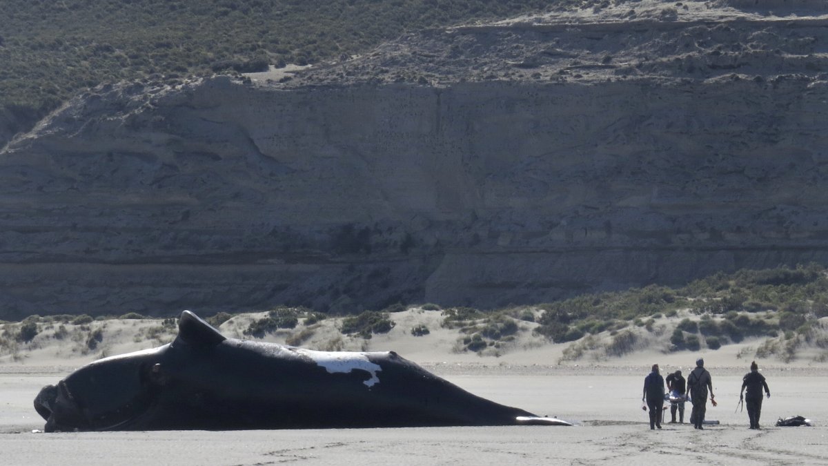 Fotografía del Instituto de Conservación de Ballenas que muestra a investigadores junto a una ballena muerta a principios de octubre,  en una playa de la Península Valdés, provincia Chubut, Argentina.