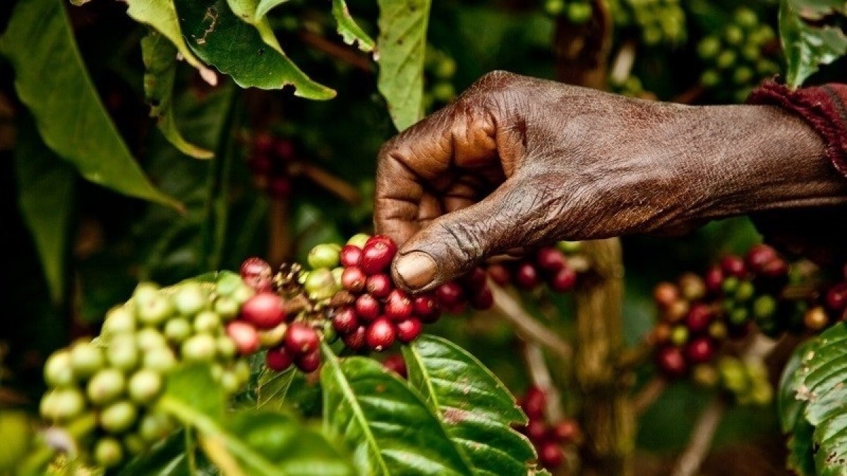 Los cultivos de café se reducirán a la mitad en 2050 si no se evita el impacto del cambio climático, según un estudio