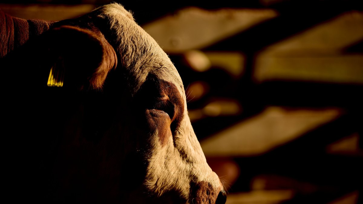 La ganadería responde por el 91,6 % de las emisiones del sector y sus principales protagonistas son las vacas. Fotografía de archivo.