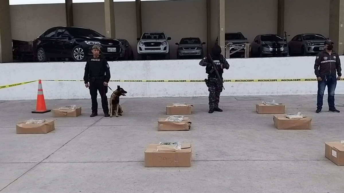 El alcaloide estaba camuflado en cajas de calamar