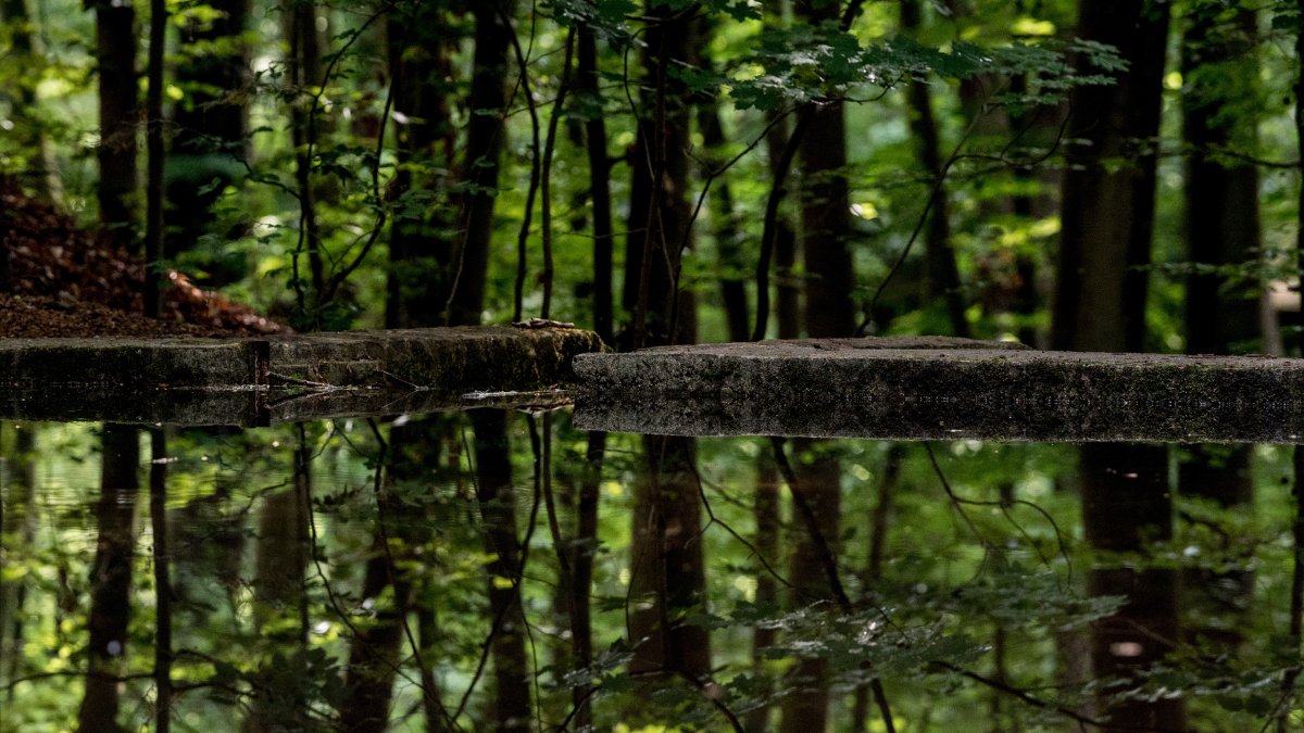 Fotografía de archivo de la vista de árboles reflejados en un estanque en el bosque Heide de Dresde (Alemania). /Filip Singer