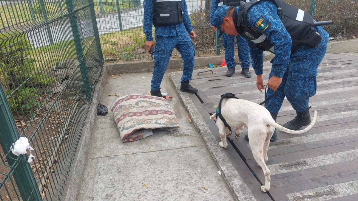 Hecho. Canes participaron en el operativo.