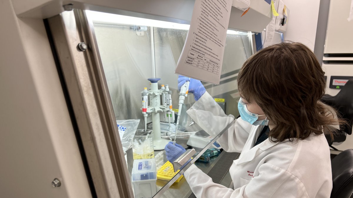 Un miembro del laboratorio de Barreiro trabaja en la campana de cultivo de tejidos. Crédito: Universidad de Chicago Medicine.