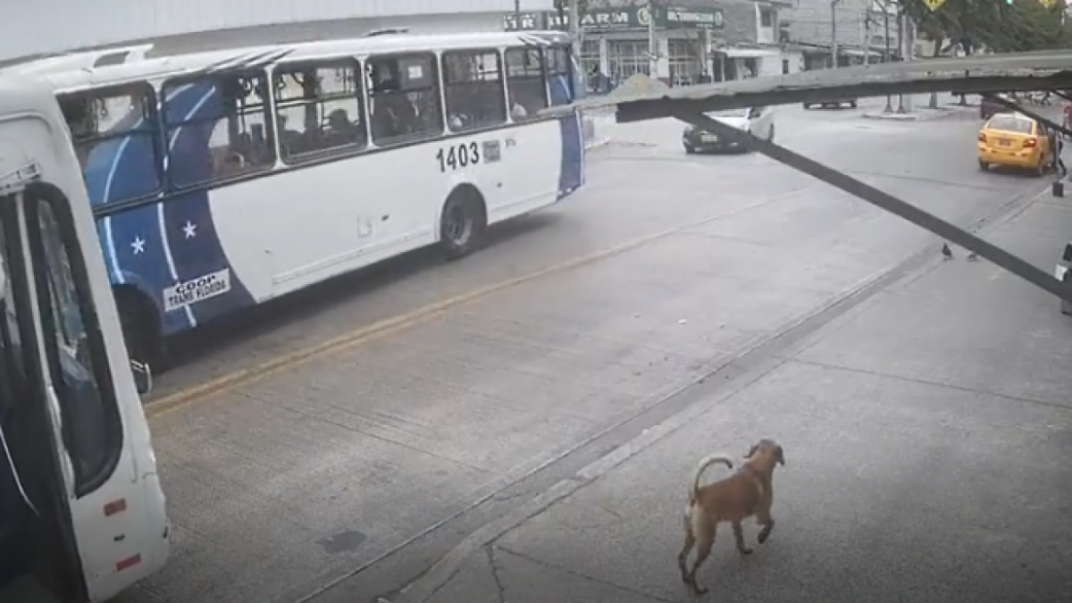 En el video se observa como el bus detiene su marcha para permitir al perrito bajarse.