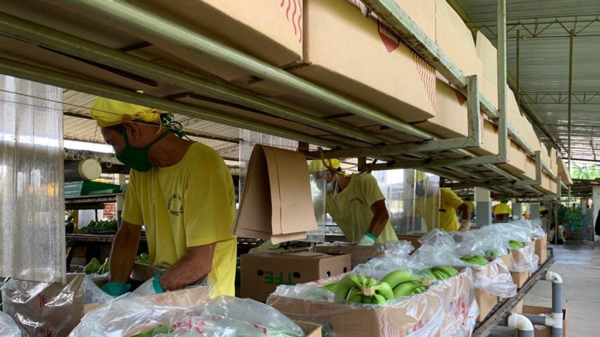 El banano está entre la oferta tradicional con mayor decrecimiento este año (7%).