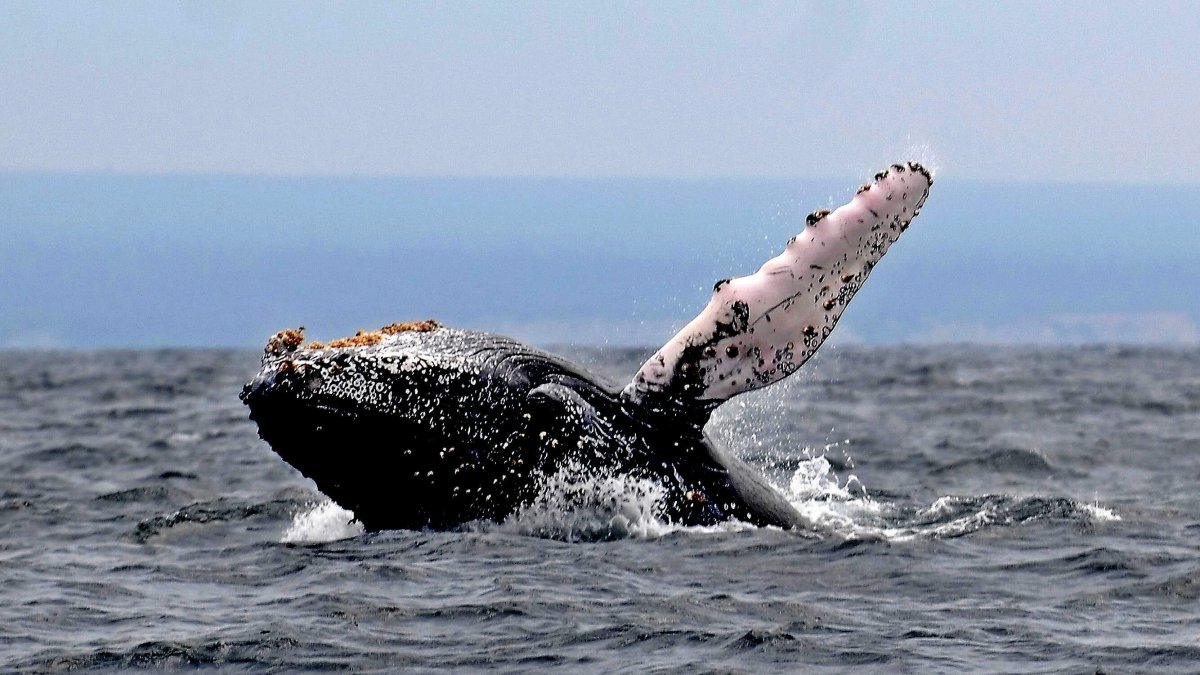 Una ballena jorobada en aguas de Puerto López (Ecuador).