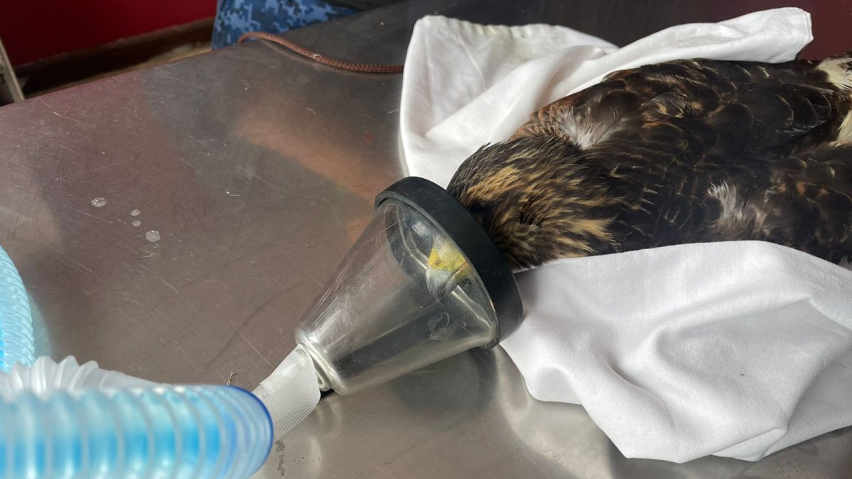 Antes de su fallecimiento se hizo todo lo posible por salvar al Gavilán