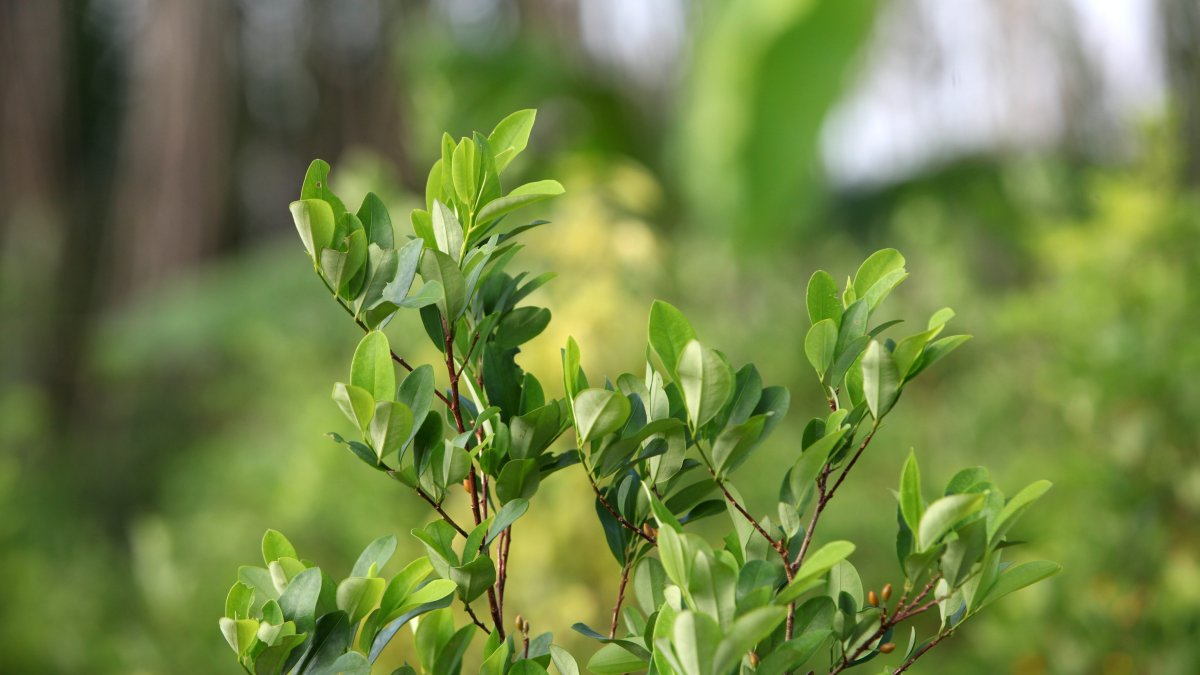 Aspecto de una planta de coca. Foto de archivo.
