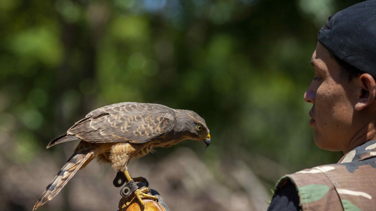 Nandaime (Nicaragua). Ronald Flores realiza una demostración de cómo entrena a su gavilán que utiliza para cuidar sus cultivos, el 19 de octubre de 2022.