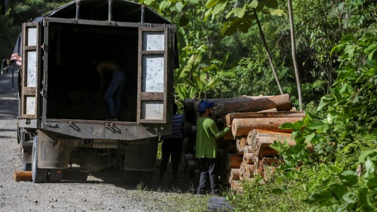 Productos libres de deforestación