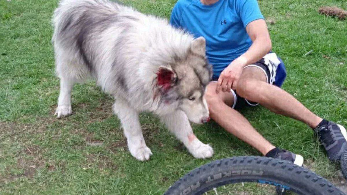 Un can mordió a otro y su dueño reaccionó golpeando al primero