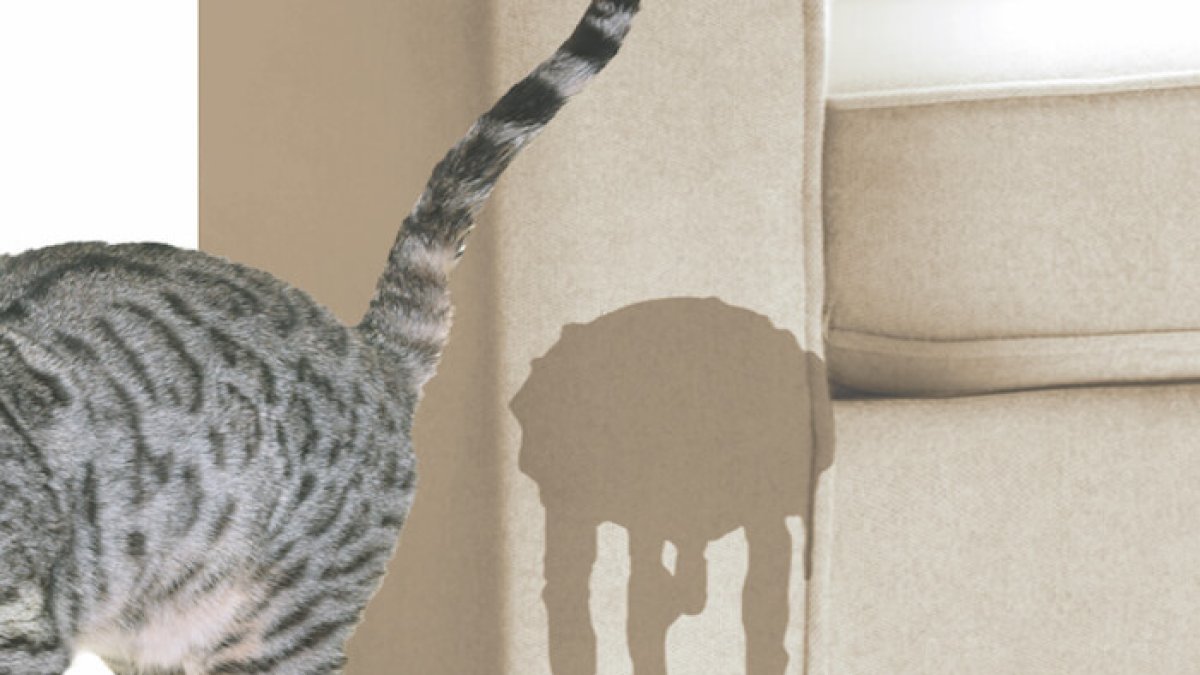 Comunicación. Cuando un gato frota su cara con las personas, los muebles… deposita unas feromonas que liberan un mensaje de felicidad.