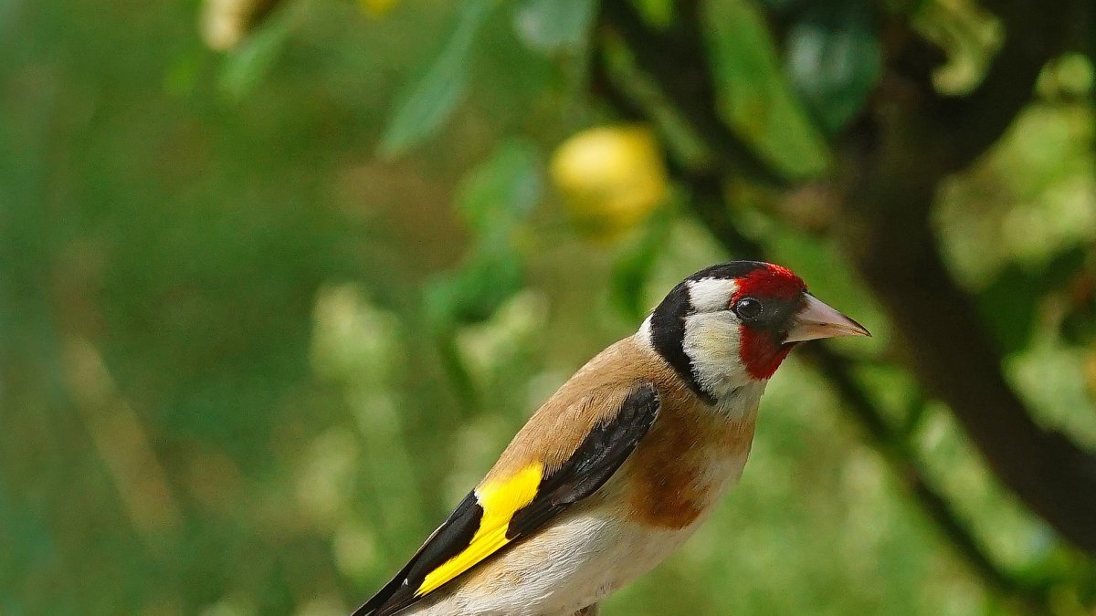 El jilguero es un pájaro de hermoso plumaje y cántico.