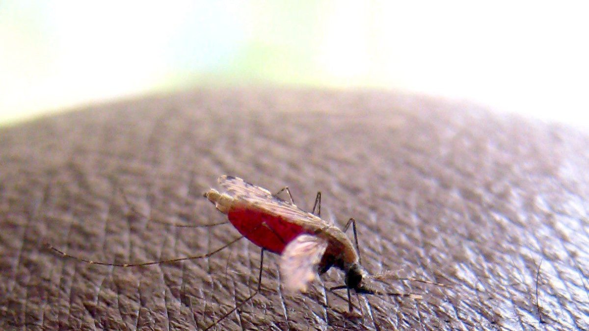 Un mosquito de la especie Anopheles gambiae, en una imagen de archivo. EFE/STEPHEN MORRISON