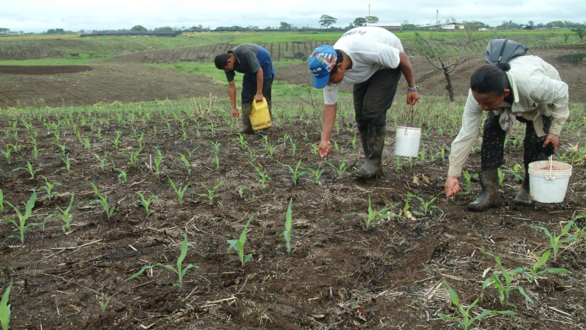 Semillas ilegales afectan la calidad y productividad de algunos cultivos.