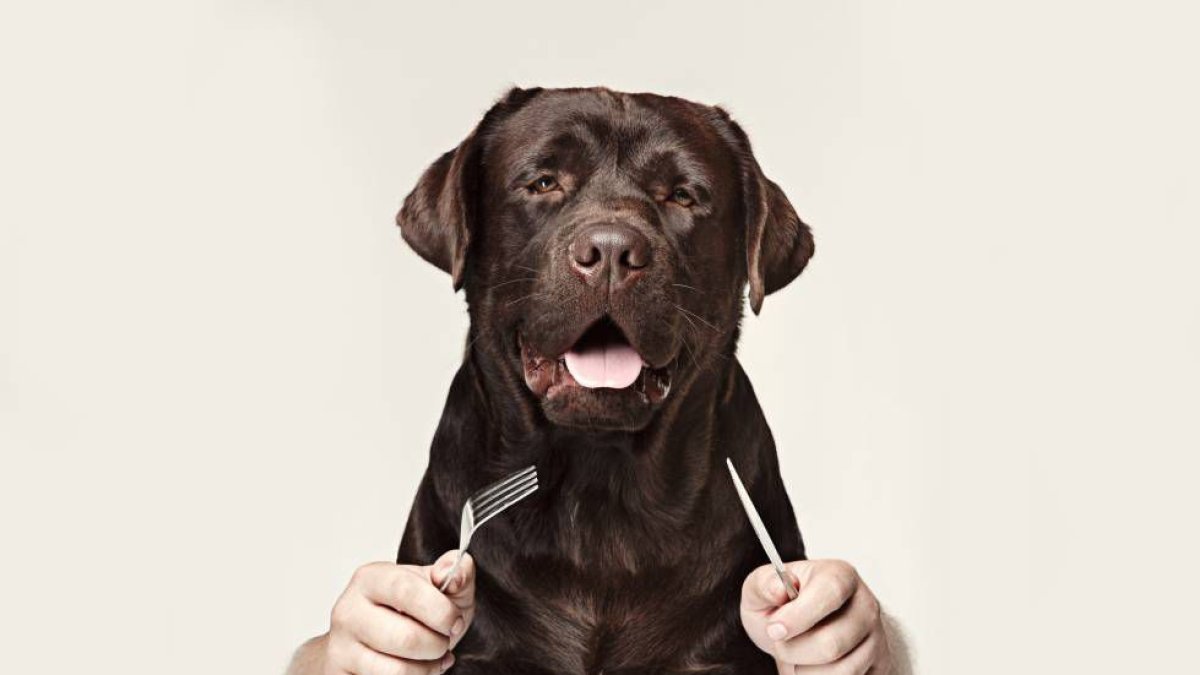 Quitarse de la cabeza la idea de que un perro bien gordito se ve más bonito.