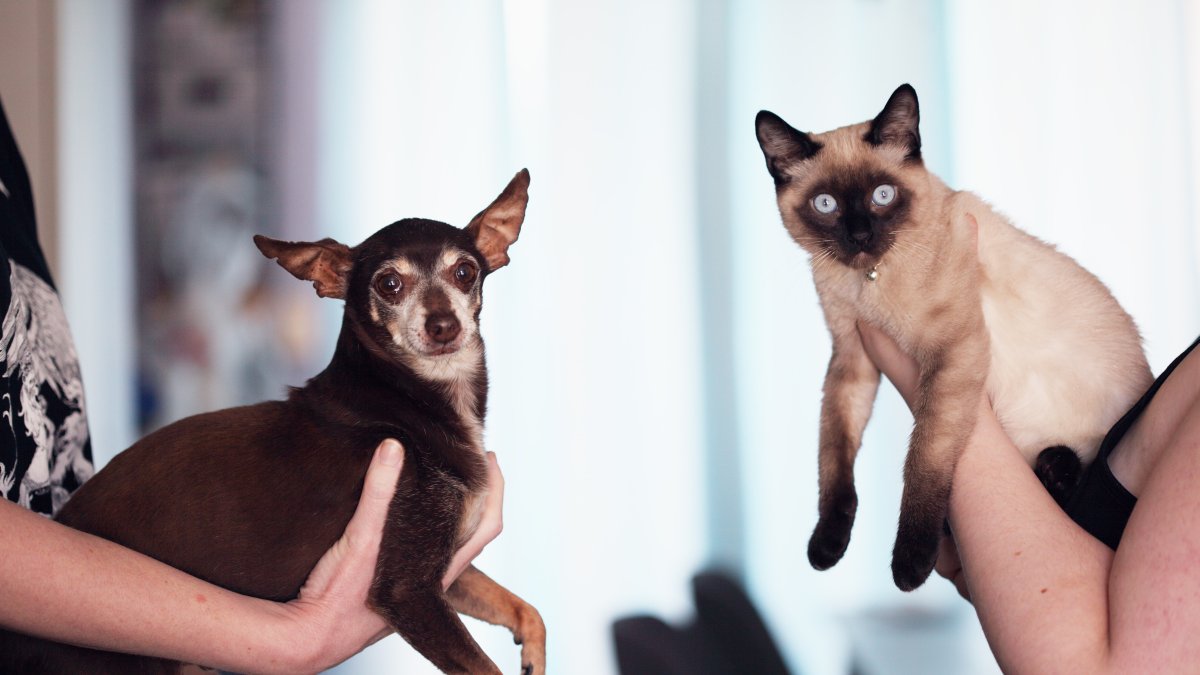 Preferencias. El debate entre perros y gatos es antiguo. Cuesta decidirse.