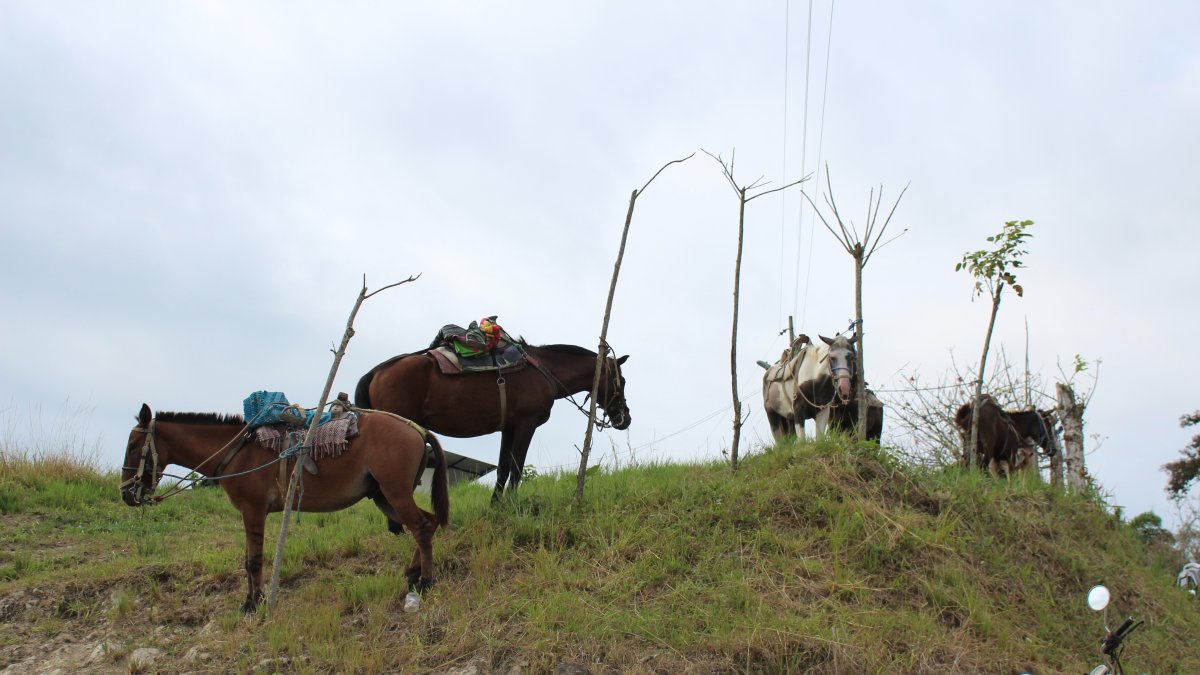 Parqueadero. Los vecinos de algunos recintos han dispuesto sitios estratégicos para amarrar a sus animales.