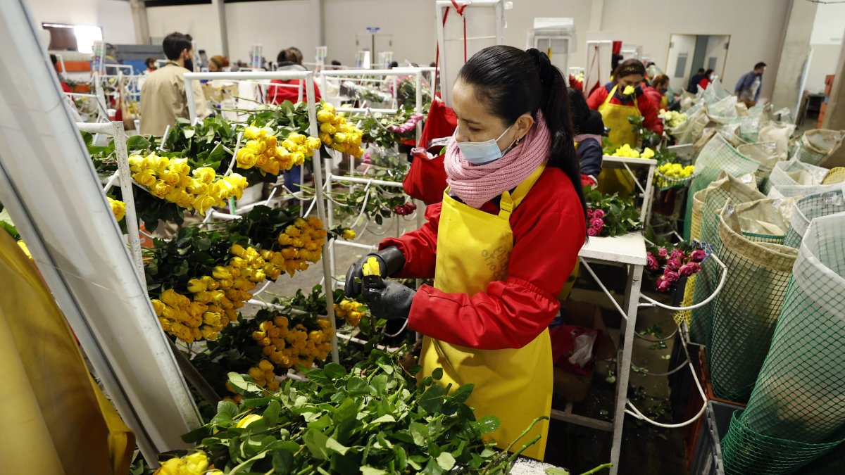 Afectación. En las protestas de junio, el sector florícola fue uno de los más perjudicados en Cotopaxi y Pichincha.