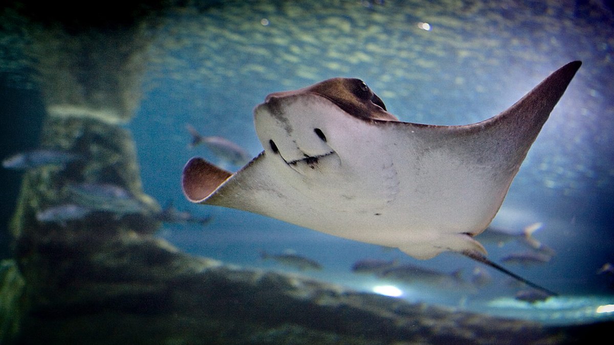 Una manta raya, en una fotografía de archivo.