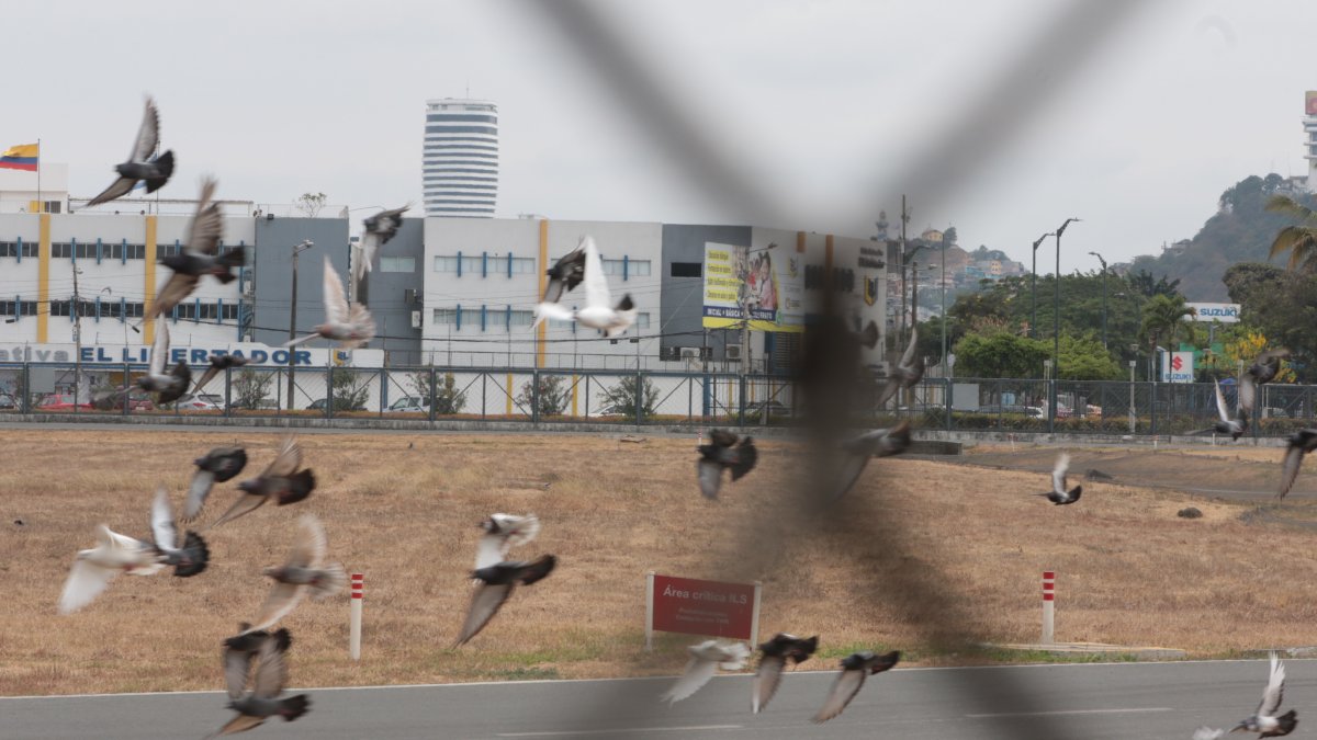 Aves. En un recorrido por los exteriores de la pista del aeropuerto se constató que, en su mayoría, hay palomas incluso en las vías internas.