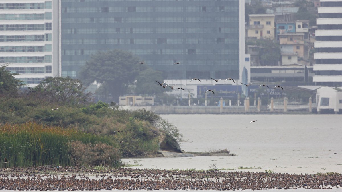 Río Guayas. Miles de patos silbadores ventrinegros migraron al islote de Palmar. Las aves constantemente llegan hasta el aeropuerto