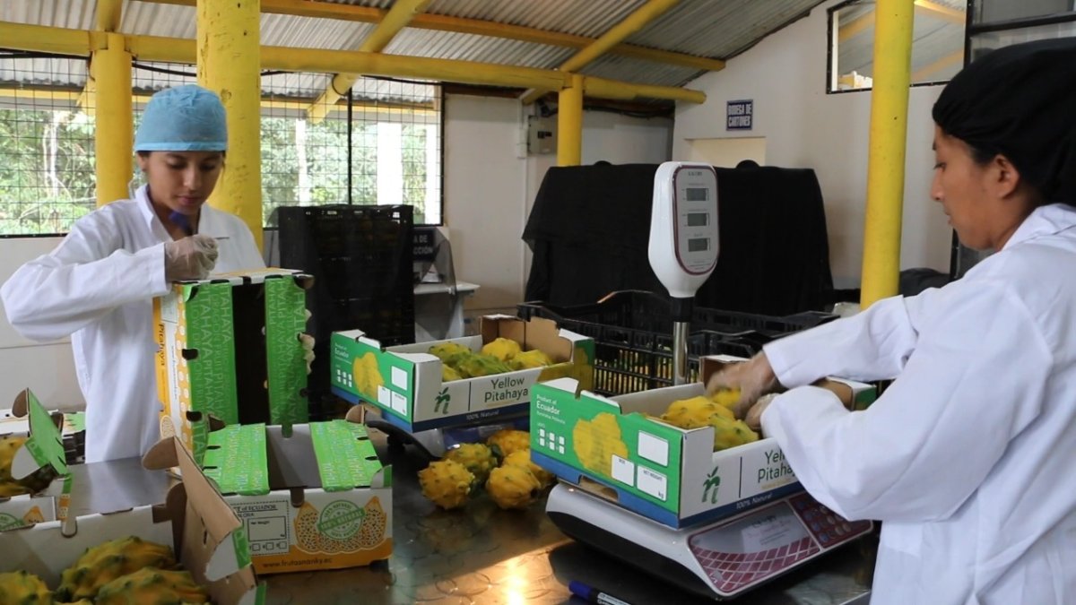 Técnicos de Agrocalidad acompañan la labor de mejoras, en este sector.