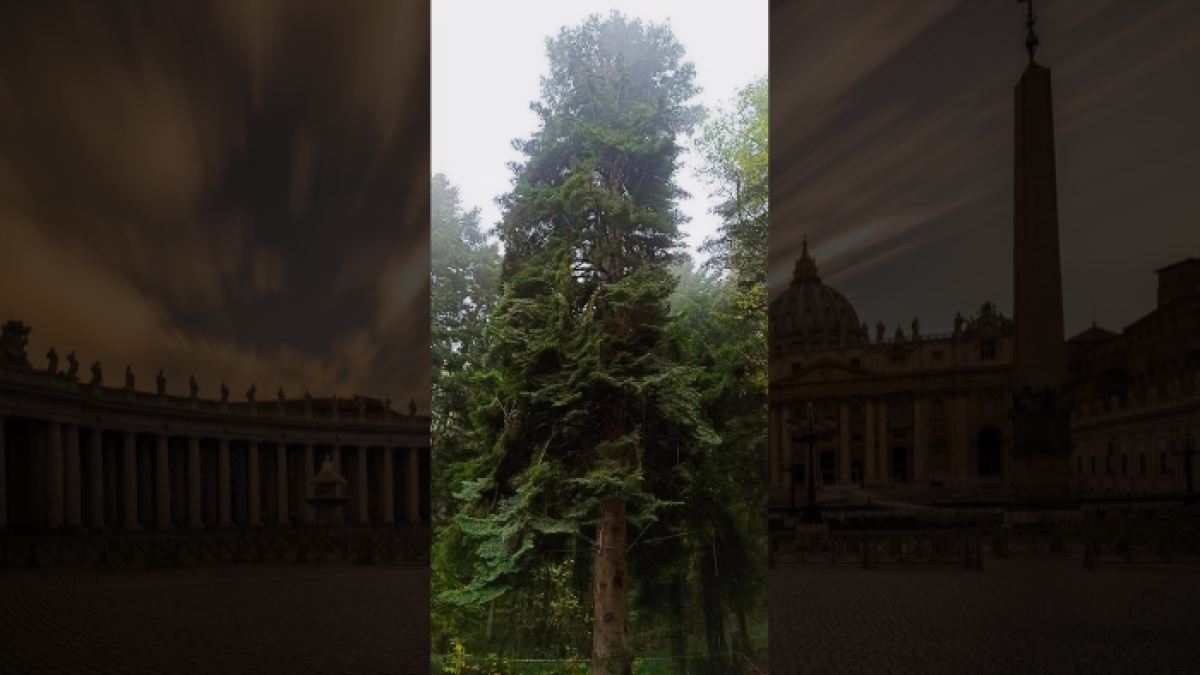  El imponente ultracentenario abeto blanco está destinado al papa Francisco