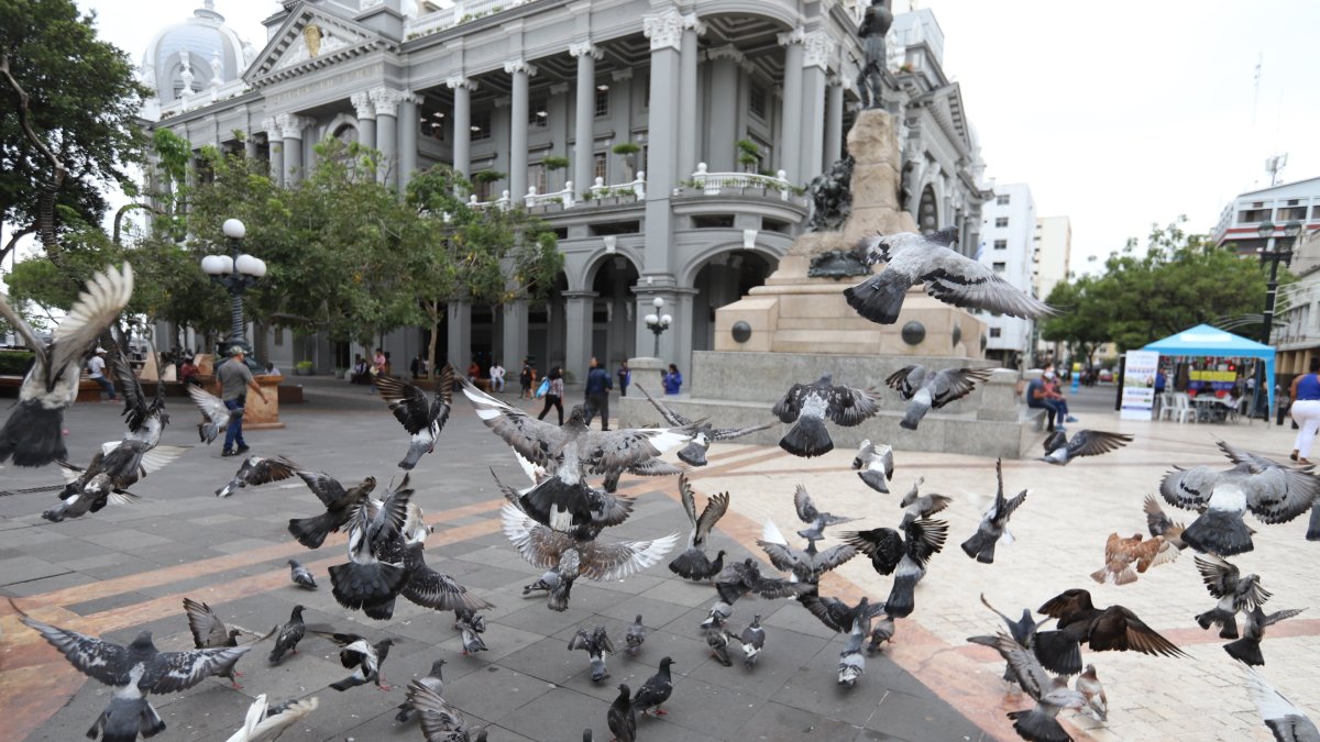 Las palomas revolotean a todas horas en diferentes sectores de la ciudad. En el centro se las observa en los alrededores del Municipio y Gobernación y en varios edificios patrimoniales, donde anidan.