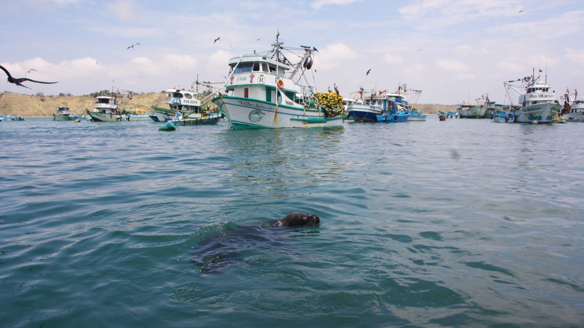 Anconcito. El lobo marino se pasea frente al área de desembarque.