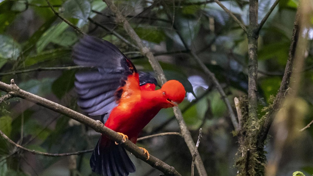 Fotografía del ave gallito de la peña, con su estridente color rojo, el 17 de noviembre de 2022, en Nanegalito, en la zona boscosa Chocó Andino de Pichincha, al noroccidente de Quito (Ecuador).