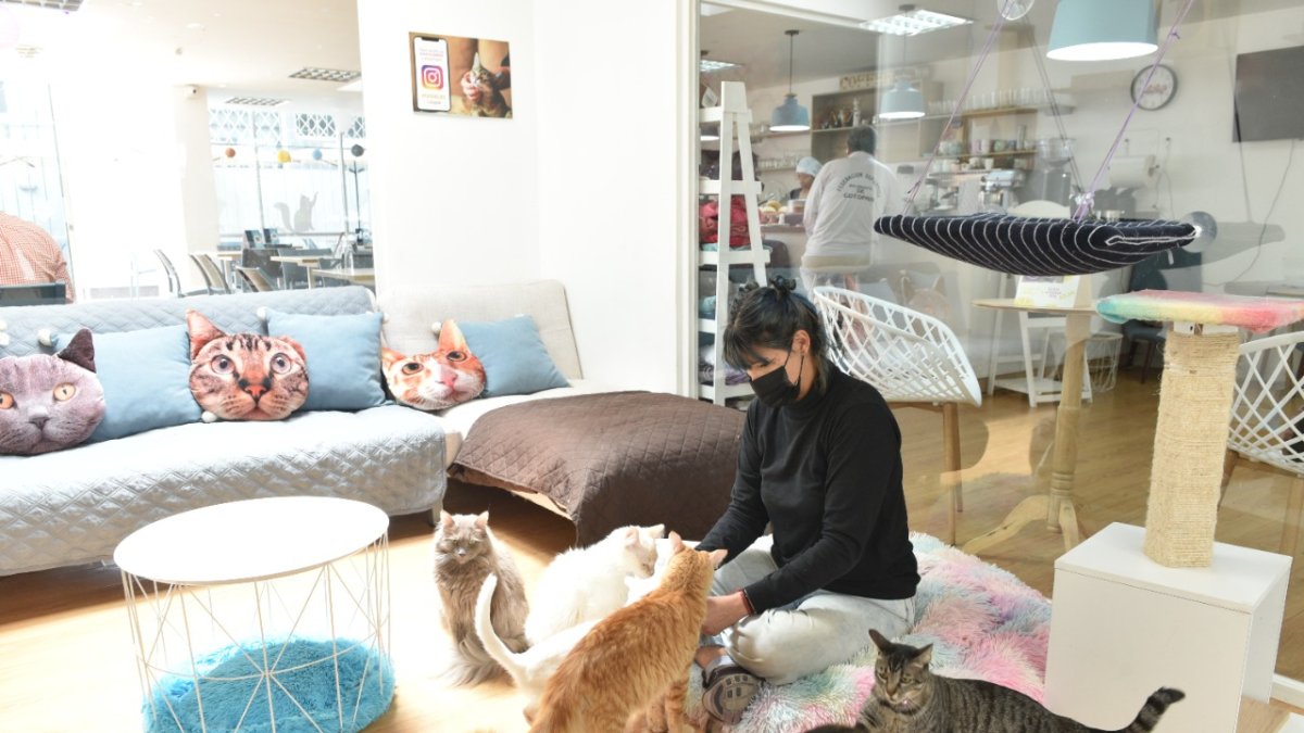 Dar un poco de comida y acariciar a los gatos sirve para que los visitantes se relajen. Generalmente son visitados por familias.