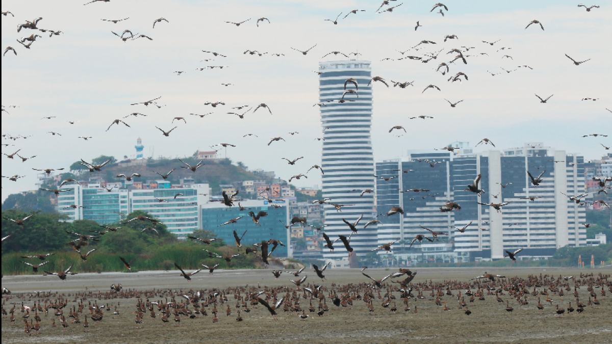 Islote. Miles de aves se posan en El Palmar y llegan hasta el aeropuerto.